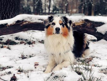 Dog on field during winter