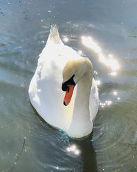 Swan floating on a lake