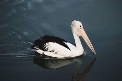 White duck swimming in lake