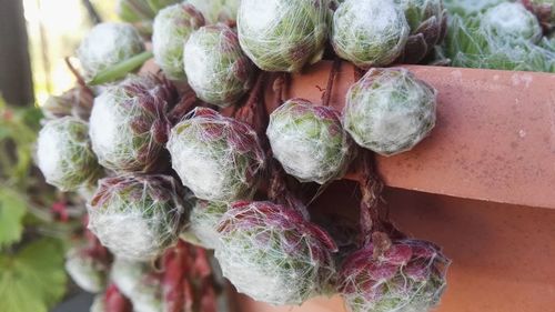 Close-up of vegetables