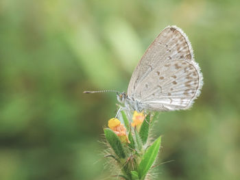 Close-up of butterfly on plant