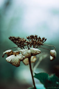 Close-up of wilted flower