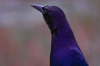 Close-up of a bird against blurred background