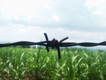 Close-up of barbed wire against sky