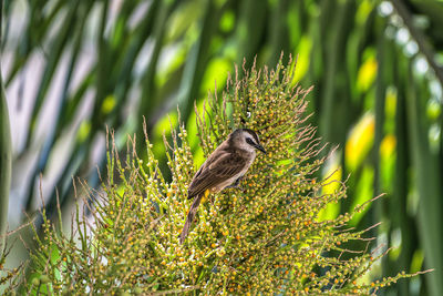 Side view of bird perching on branch