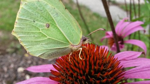 Close-up of butterfly on flower