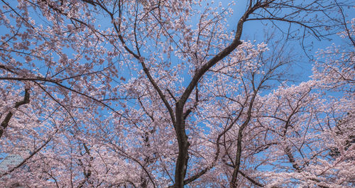 Low angle view of cherry tree against blue sky