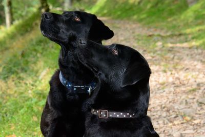 Close-up of dog looking away