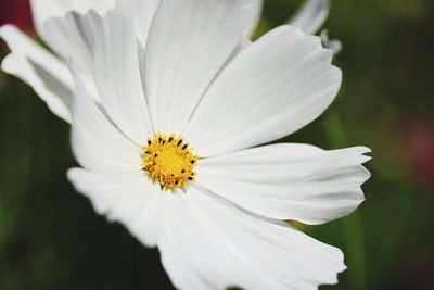 Close-up of white flower blooming outdoors