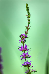 Close-up of insect on purple flowering plant