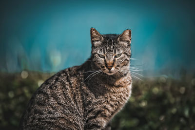 Close-up portrait of a cat looking away