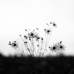 Close-up of flowering plants on land against sky