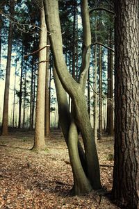 Trees in forest