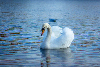 Swan swimming in lake