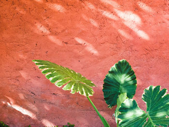 Close-up of elephant ear plant in front of red wall