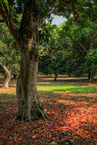 Trees in park during autumn