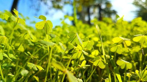 Close-up of yellow flowers growing on plant