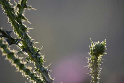 Close-up of plant