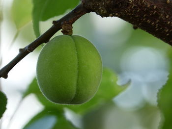 Close-up of fruit growing on tree