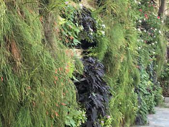 High angle view of plants growing on field