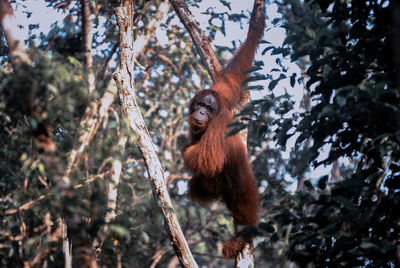 Low angle view of monkey on tree in forest