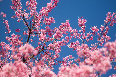 Low angle view of pink cherry blossoms in spring