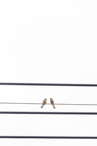 Low angle view of birds perching on cable against clear sky