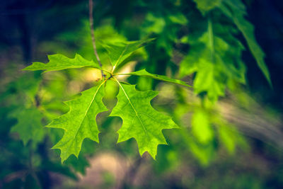 Close-up of leaves on plant