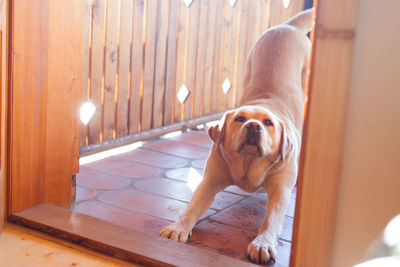 Dog stretching on porch