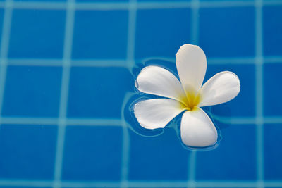 Close-up of white blue flower