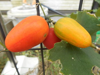 Close-up of oranges