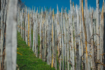 Close-up of bamboo plants on field