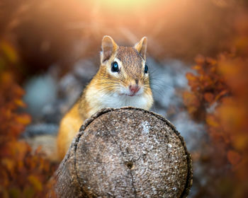 Close-up of squirrel in forest