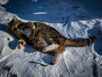 View of an animal resting on snow field
