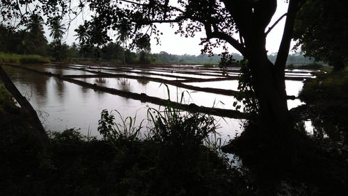 Scenic view of lake in forest against sky