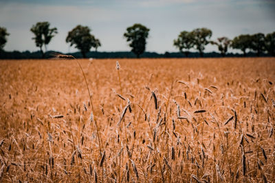 Close-up of wheat field against sky