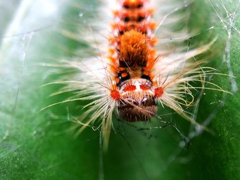 Close-up of insect on leaf