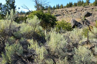 Plants growing on land