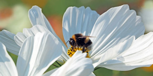 Close-up of bee on white flower