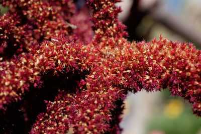 Close-up of pink flowering plants