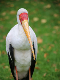 Close-up of a bird