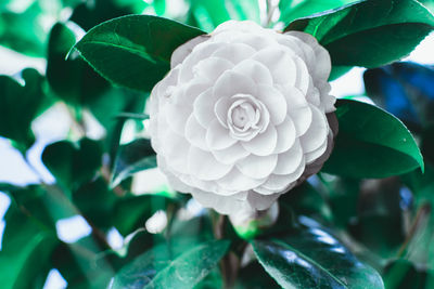 Close-up of white flowering plant