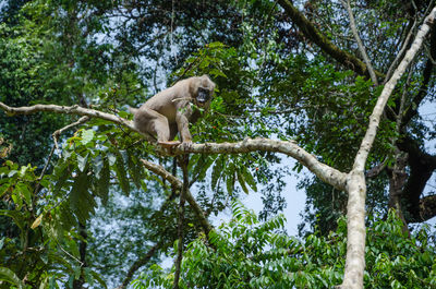 Low angle view of monkey on tree in forest