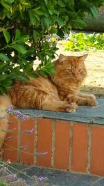 Portrait of a cat resting