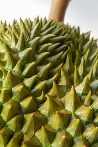 Close-up of succulent plant against white background