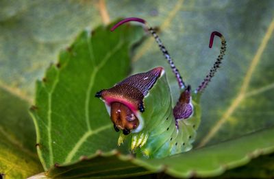 Close-up of insect on leaf