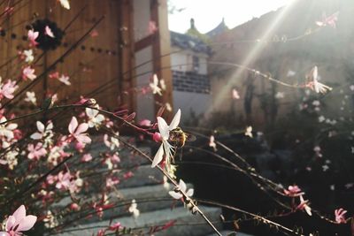 Close-up of flowers on tree