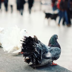 Close-up of pigeon perching on a city