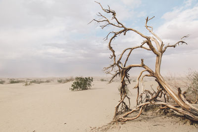 Bare tree on sand dune in desert against sky
