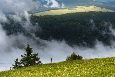 Panoramic shot of trees on field against sky